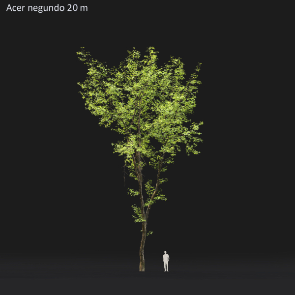 Acer Negundo 01 h20-23 m