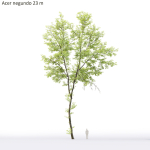 Acer Negundo 01 h20-23 m