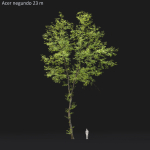 Acer Negundo 01 h20-23 m