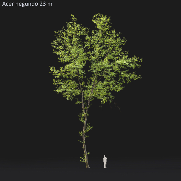 Acer Negundo 01 h20-23 m