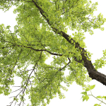 Acer Negundo 01 h20-23 m