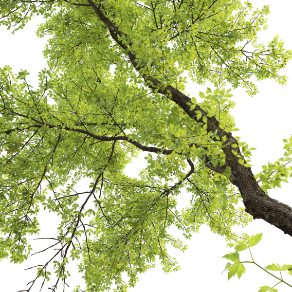 Acer Negundo 01 h20-23 m