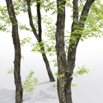 Acer Negundo 01 h20-23 m
