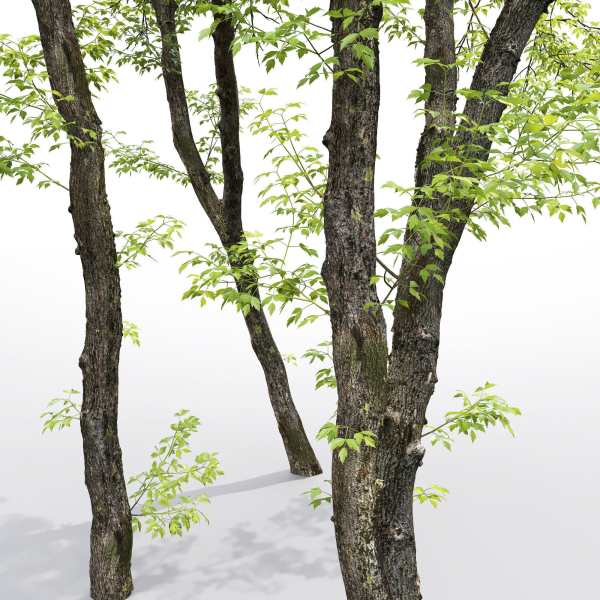 Acer Negundo 01 h20-23 m