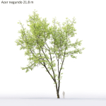 Acer Negundo 01 h20-23 m