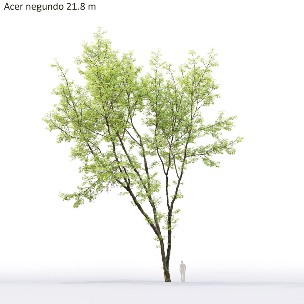 Acer Negundo 01 h20-23 m