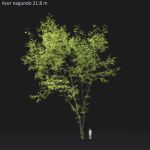 Acer Negundo 01 h20-23 m