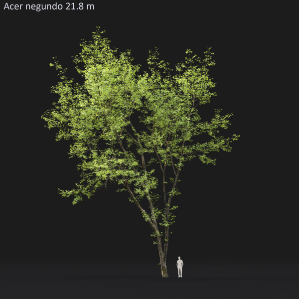 Acer Negundo 01 h20-23 m