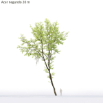 Acer Negundo 01 h20-23 m