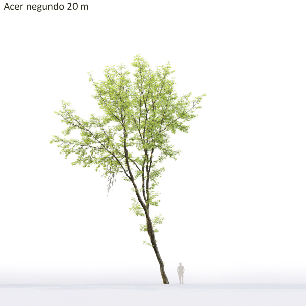 Acer Negundo 01 h20-23 m