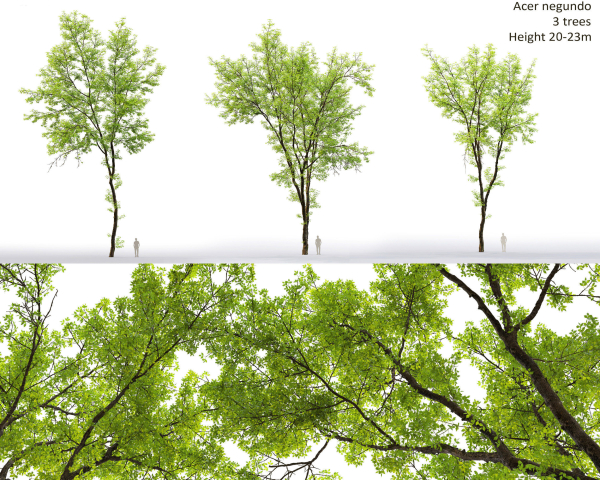 Acer Negundo 01 h20-23 m