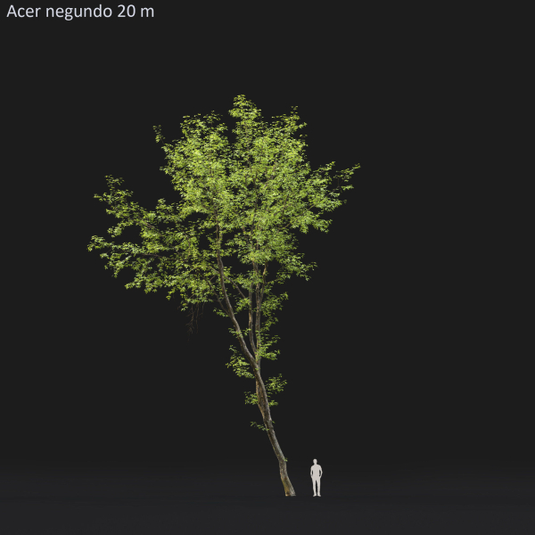 Acer Negundo 01 h20-23 m