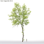 Acer Negundo 01 h20-23 m