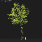 Acer Negundo 01 h20-23 m