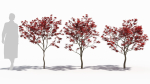 Acer palmatum