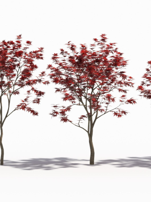 acer-palmatum-3d-model-08228cb6db