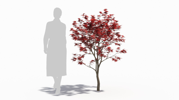 Acer palmatum