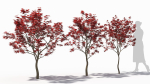 Acer palmatum