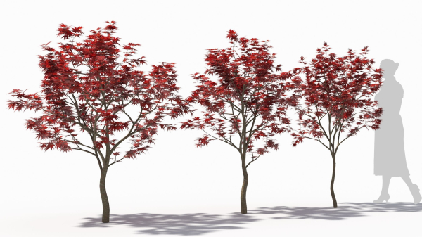 Acer palmatum
