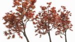 Acer palmatum
