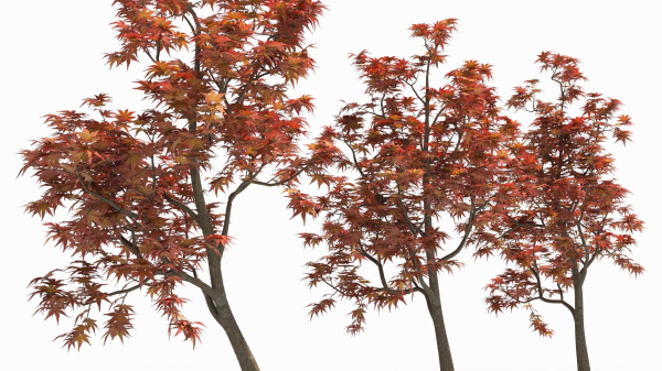 Acer palmatum