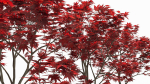 Acer palmatum