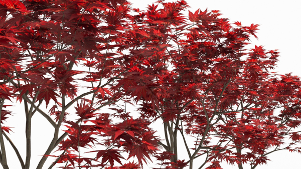 Acer palmatum