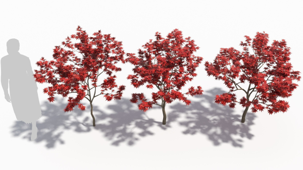 Acer palmatum