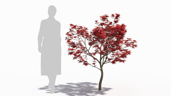 Acer palmatum