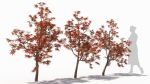 Acer palmatum