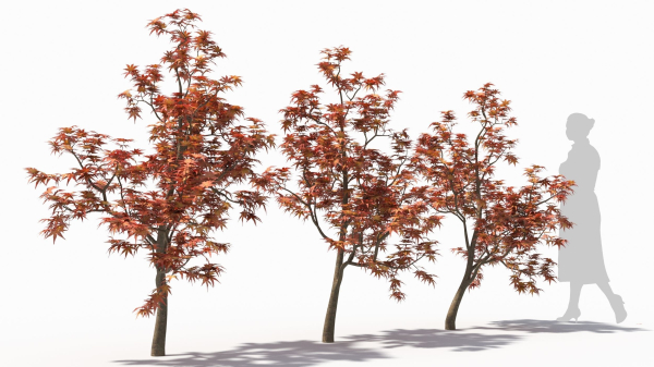 Acer palmatum