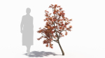 Acer palmatum