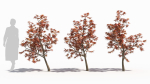 Acer palmatum