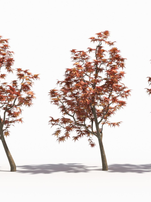 acer-palmatum-3d-model-9e3dbdef91