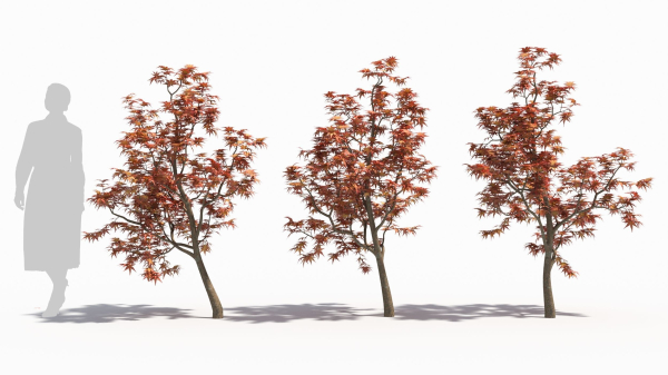 Acer palmatum