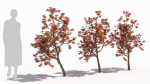 Acer palmatum