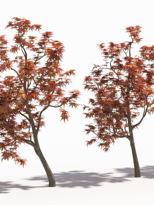 Acer palmatum