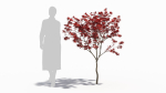 Acer palmatum