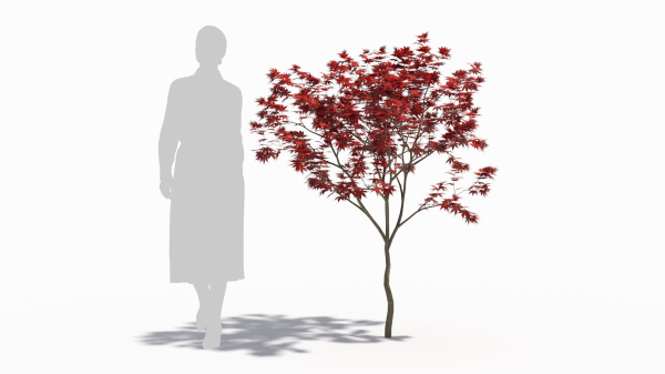 Acer palmatum