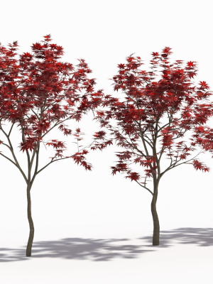 Acer palmatum