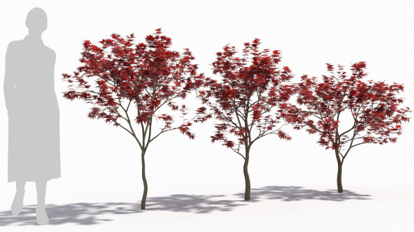 Acer palmatum
