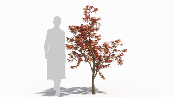 Acer palmatum