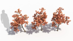 Acer palmatum