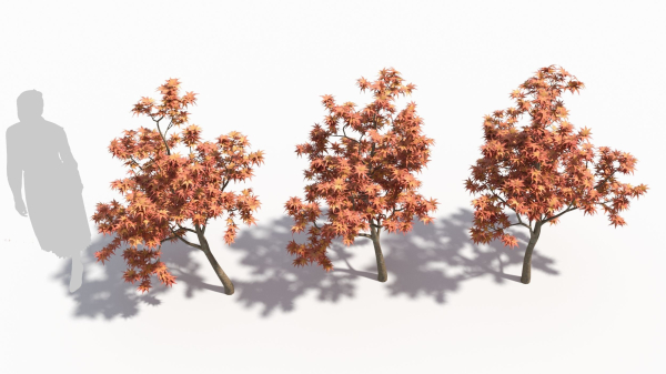 Acer palmatum