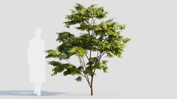 Acer palmatum a