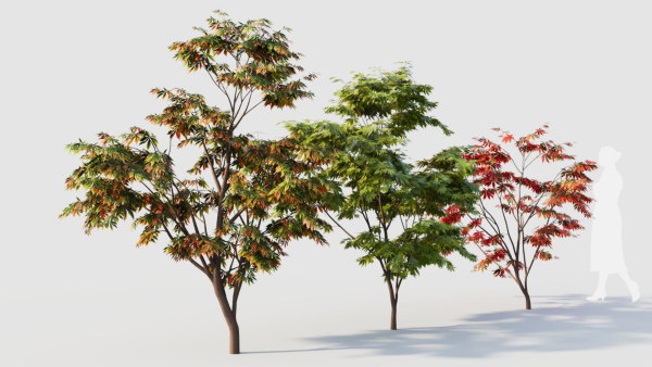 Acer palmatum a