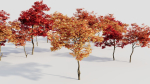 Acer palmatum a