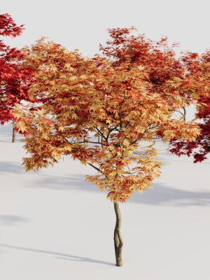 acer-palmatum-a-3d-model-48c29d5ba8