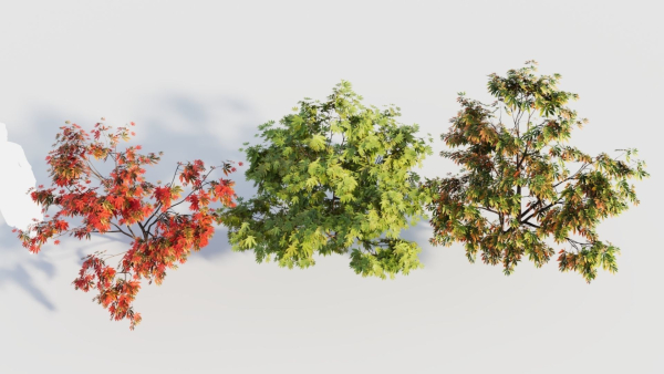 Acer palmatum a