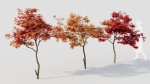 Acer palmatum a
